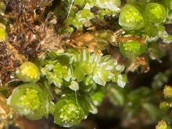 Tetraphis pellucida