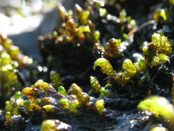 Scorpidium scorpioides