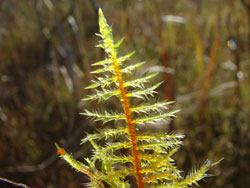 Calliergonella cuspidata