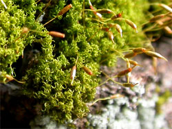 Dicranoweisia cirrata
