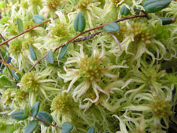 Sphagnum flexuosum