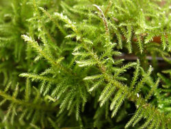 Cratoneuron filicinum