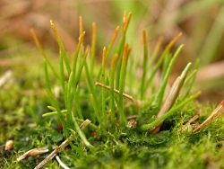 Phaeoceros carolinianus