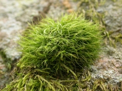 Paraleucobryum longifolium