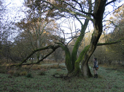 Tofte Skov, 2006