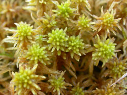 Sphagnum teres
