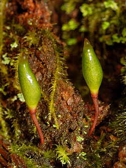 Buxbaumia viridis