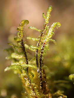 Hamatocaulis vernicosus