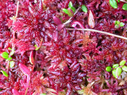 Sphagnum magellanicum